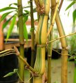 Bambusa ventricosa 'Kimmei' - exotique 8-10m.jpg